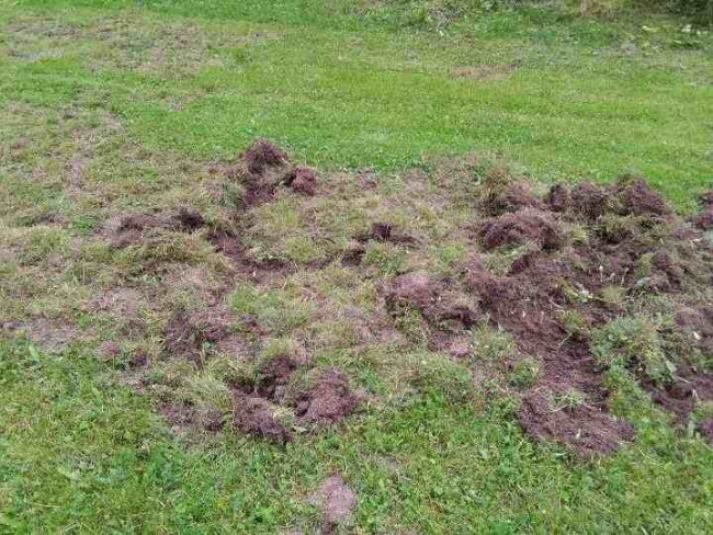 No metssigadel ikka adrad suus.jpg