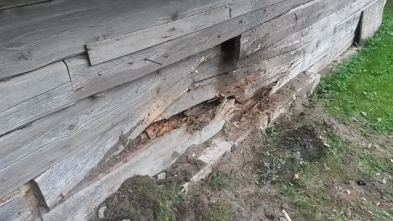 antsla sein 2.jpg